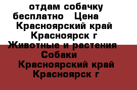 отдам собачку бесплатно › Цена ­ 0 - Красноярский край, Красноярск г. Животные и растения » Собаки   . Красноярский край,Красноярск г.